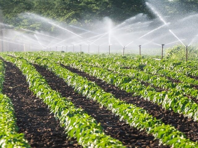Ứng dụng béc tưới nước phun mưa vào mô hình nông nghiệp