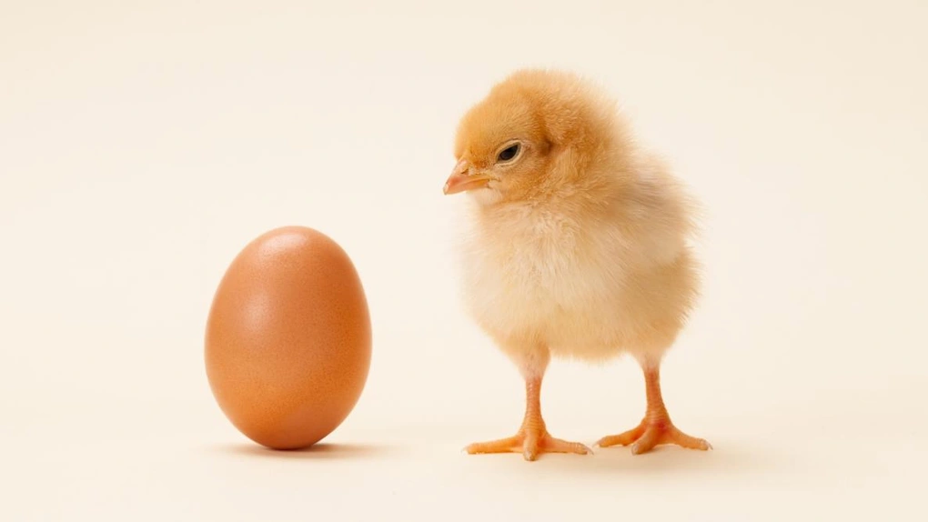 Một số yếu tố ảnh hưởng đến giá trứng gà trên thị trường