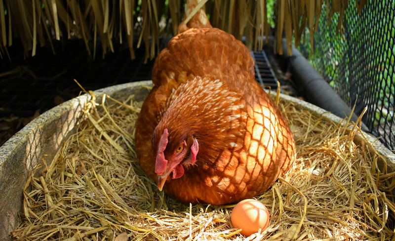 Cung cấp đủ chất dinh dưỡng cho gà sẽ tăng năng suất trứng gà
