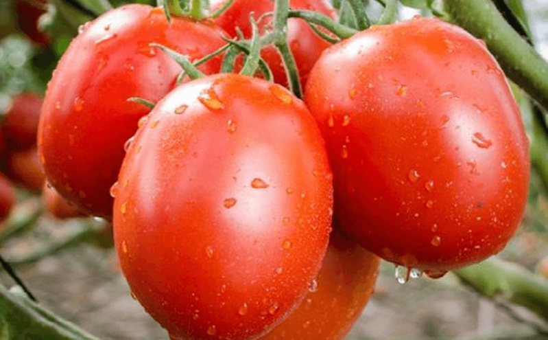 Những yếu tố ảnh hưởng đến giá cà chua