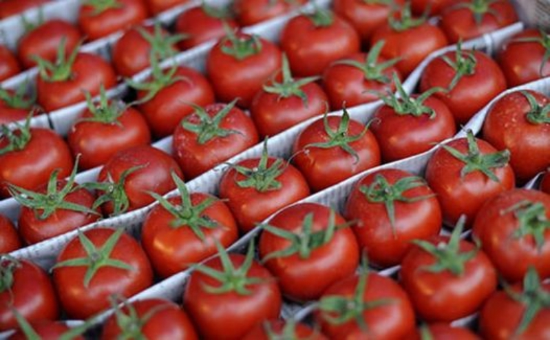 Nhu cầu tiêu thụ cà chua trên thị trường