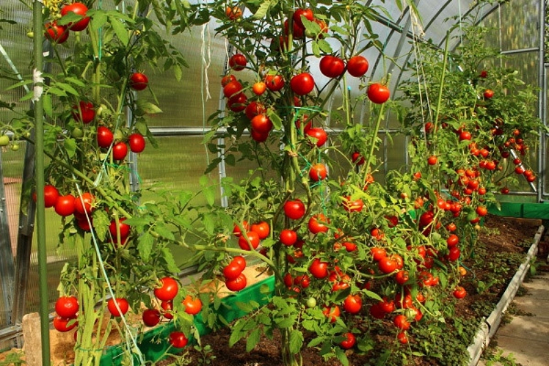 Giải pháp tăng năng suất và giá thành cho cà chua