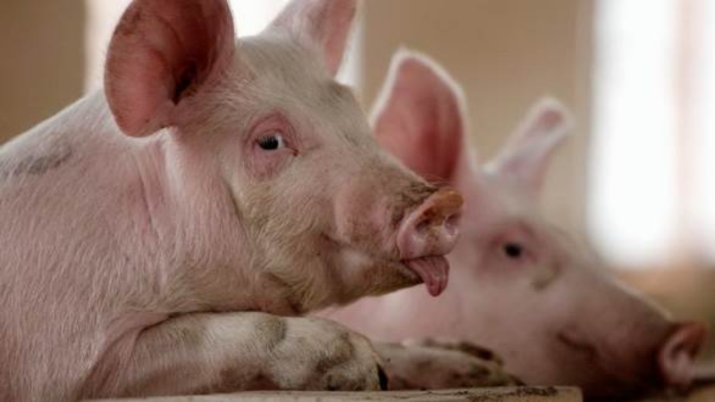 Những yếu tố ảnh hưởng đến giá lợn hơi