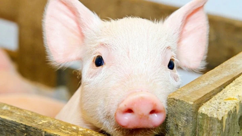 Giải pháp tăng năng suất và giá thành cho lợn hơi 