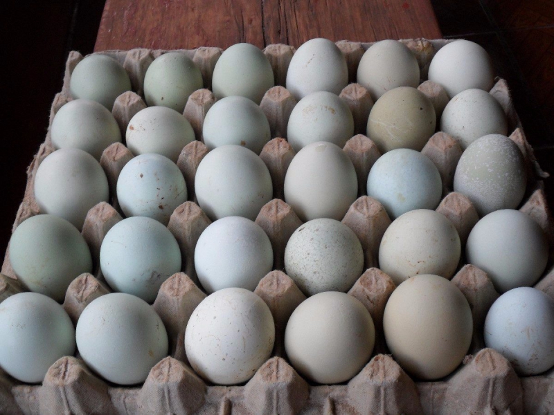 Nhu cầu tiêu thụ trứng vịt trên thị trường