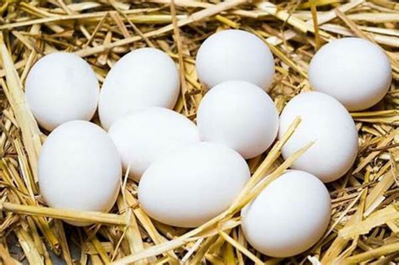 Tình hình xuất khẩu trứng vịt trên thị trường