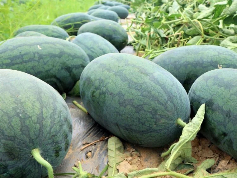 Tình hình xuất khẩu của dưa hấu