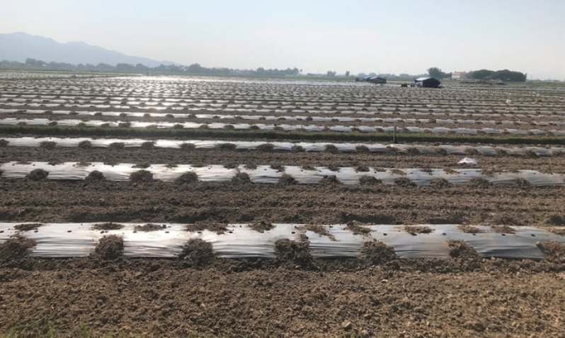 Giải pháp tăng năng suất và giá thành cho dưa hấu