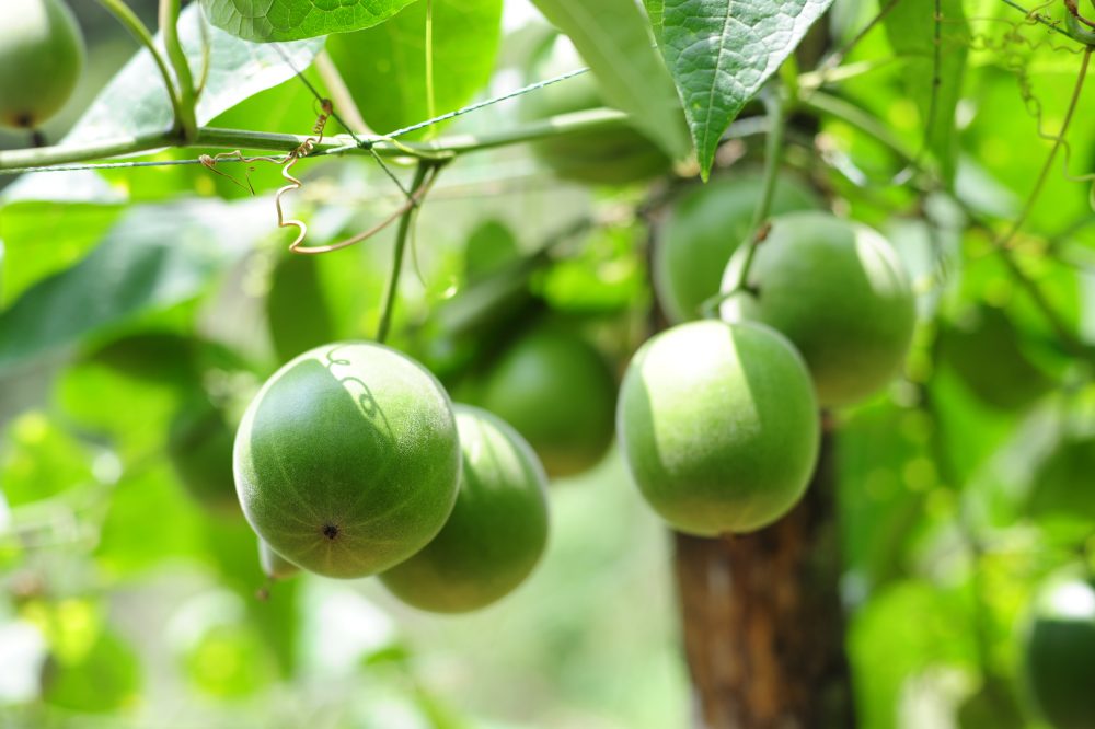 Chọn giống là khâu quan trọng nhất trong trồng chanh dây